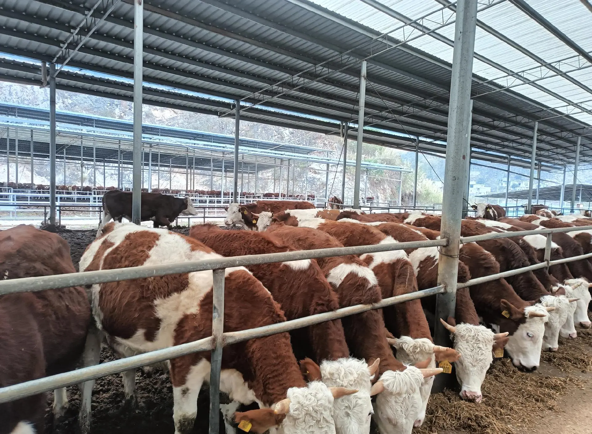🏠 Why are modern livestock farms upgrading to ASA Synthetic Resin Roof Tiles?